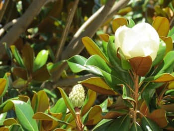 Монастырь Святого Георгия магнолии, Крит