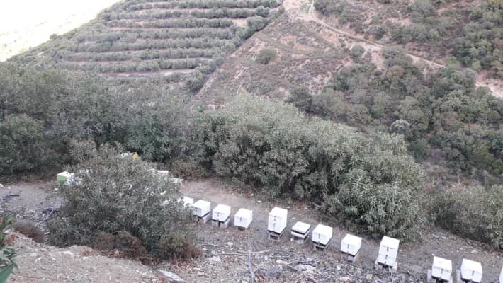 Монастырь Атали пасека