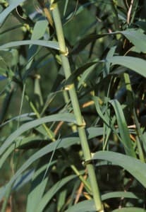 Тростник Arundo donax