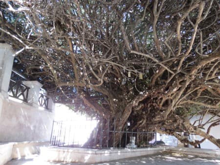 Монастырь Панагия Палиани Миртовое дерево