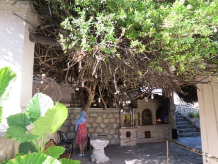 Миртовое дерево икона Богородицы